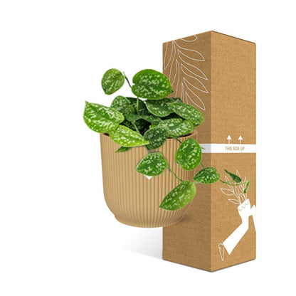 Scindapsus Pictus ‘Argyraeus’ in ELHO Vibes Fold 14cm Gelb