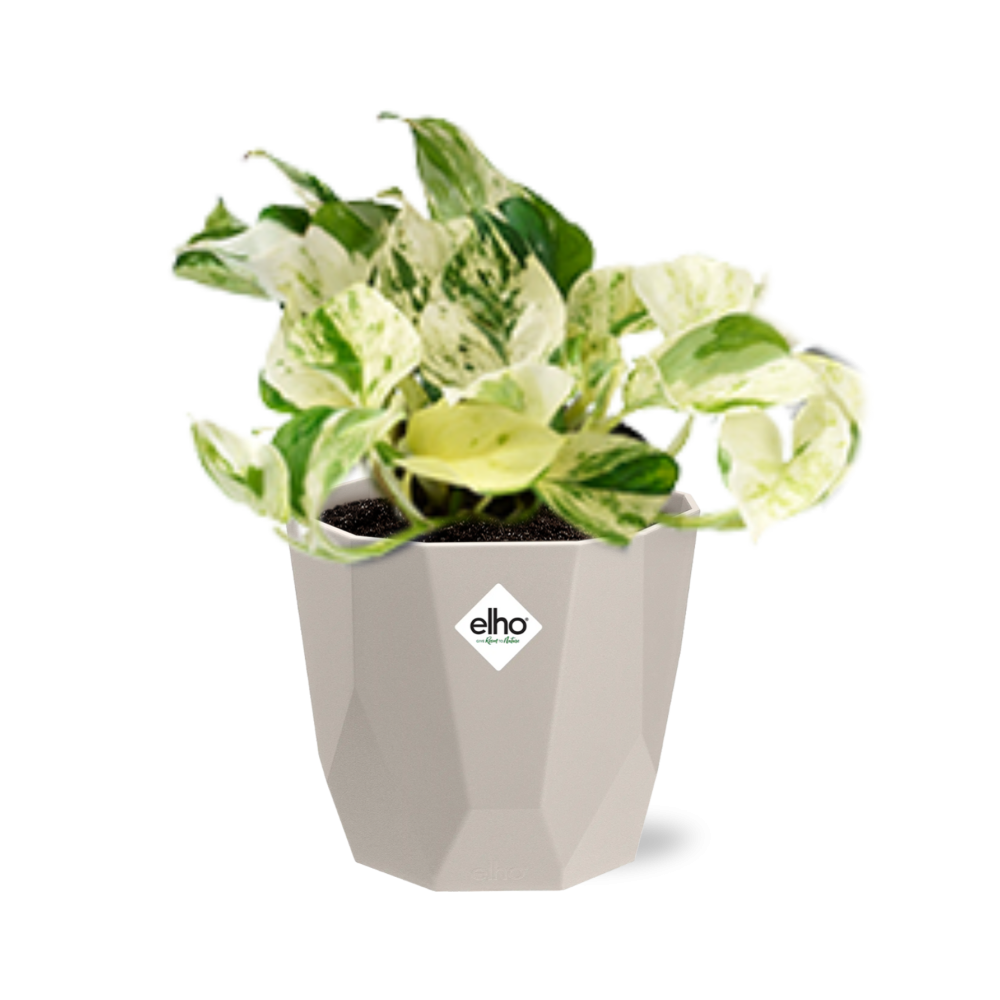 Epipremnum Pinnatum Happy Leaf in ELHO b.for rock 14 cm warm grey