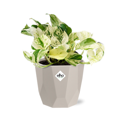 Epipremnum Pinnatum Happy Leaf in ELHO b.for rock 14 cm warm grey