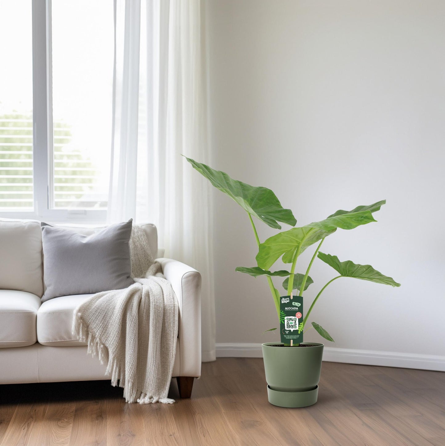 Alocasia Macrorrhiza – Exotische Zimmerpflanze Ø19cm, 70cm hoch