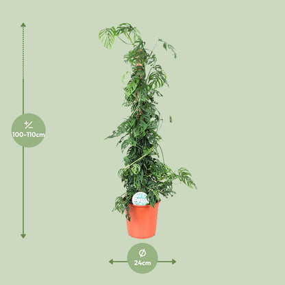 Monstera Monkey Leaf M – pflegeleichte Zimmerpflanze Ø24cm