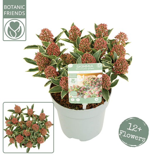 Skimmia Japonica 'Mystic Marlot' ® – Pflegeleichte Blühpflanze Ø13cm