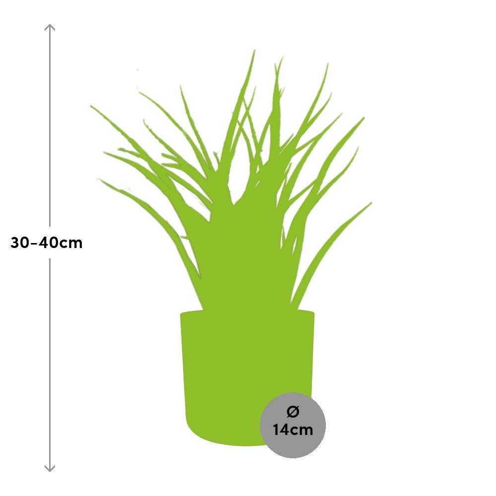 Sansevieria Fernwood Punk – Pflegeleichte Schwiegermutterzunge 14cm