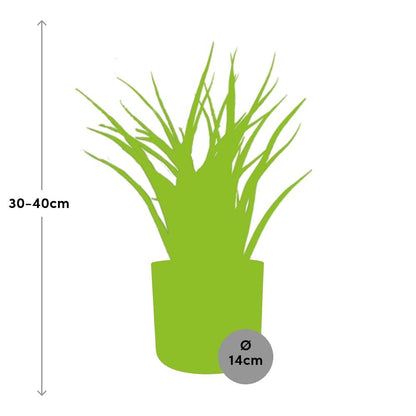 Sansevieria Fernwood Punk – Pflegeleichte Schwiegermutterzunge 14cm