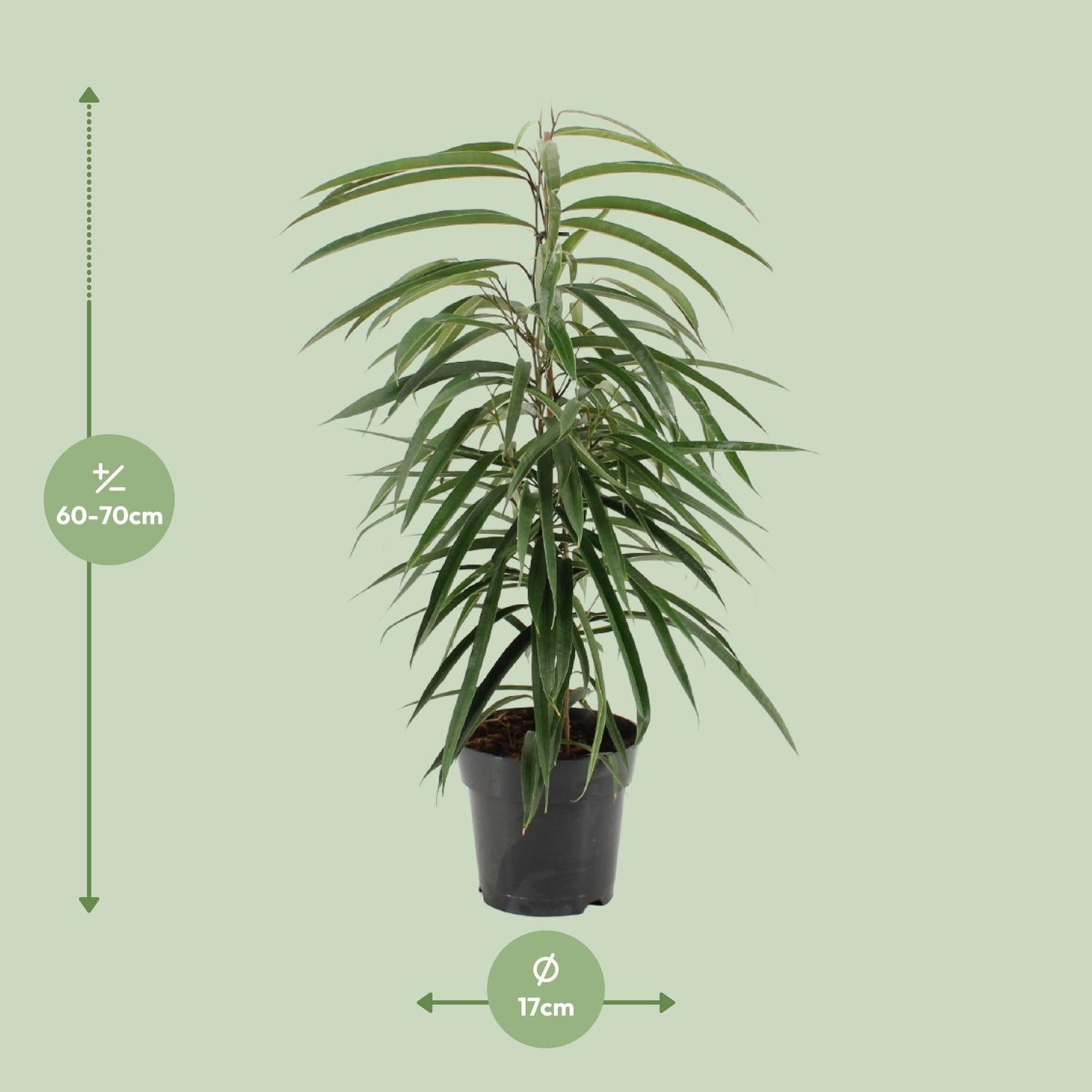 Ficus binnendijkii Alii – Elegante, pflegeleichte Zimmerpflanze Ø17cm