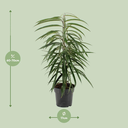 Ficus binnendijkii Alii – Elegante, pflegeleichte Zimmerpflanze Ø17cm