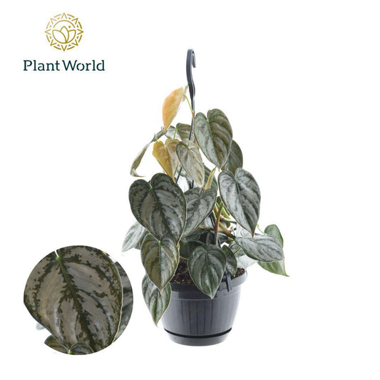 Philodendron Brandtianum Hängeampel Ø15cm, 40cm Höhe