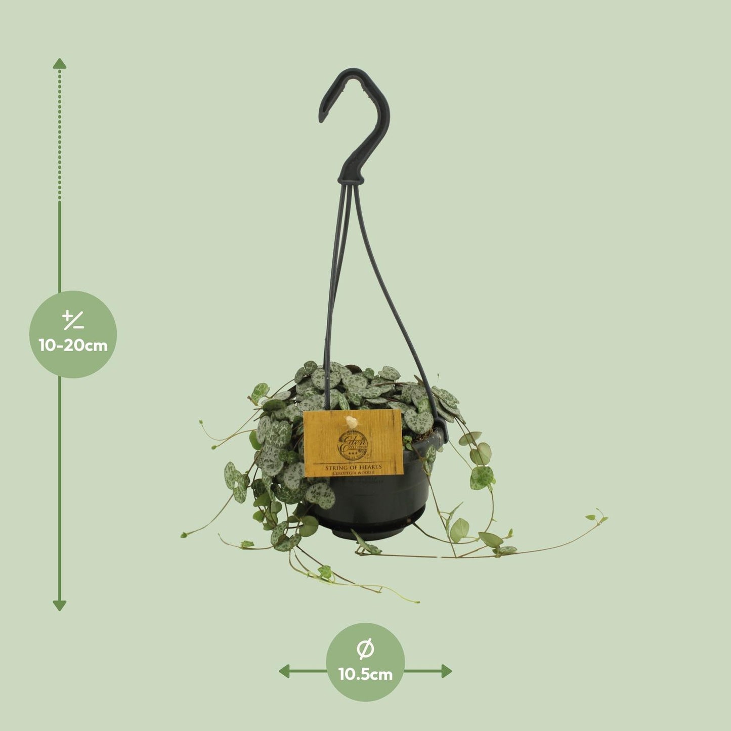 Ceropegia Woodii – Herzblattgirlande Ø10,5cm, Höhe 15cm