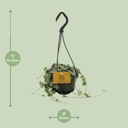 Ceropegia Woodii – Herzblattgirlande Ø10,5cm, Höhe 15cm