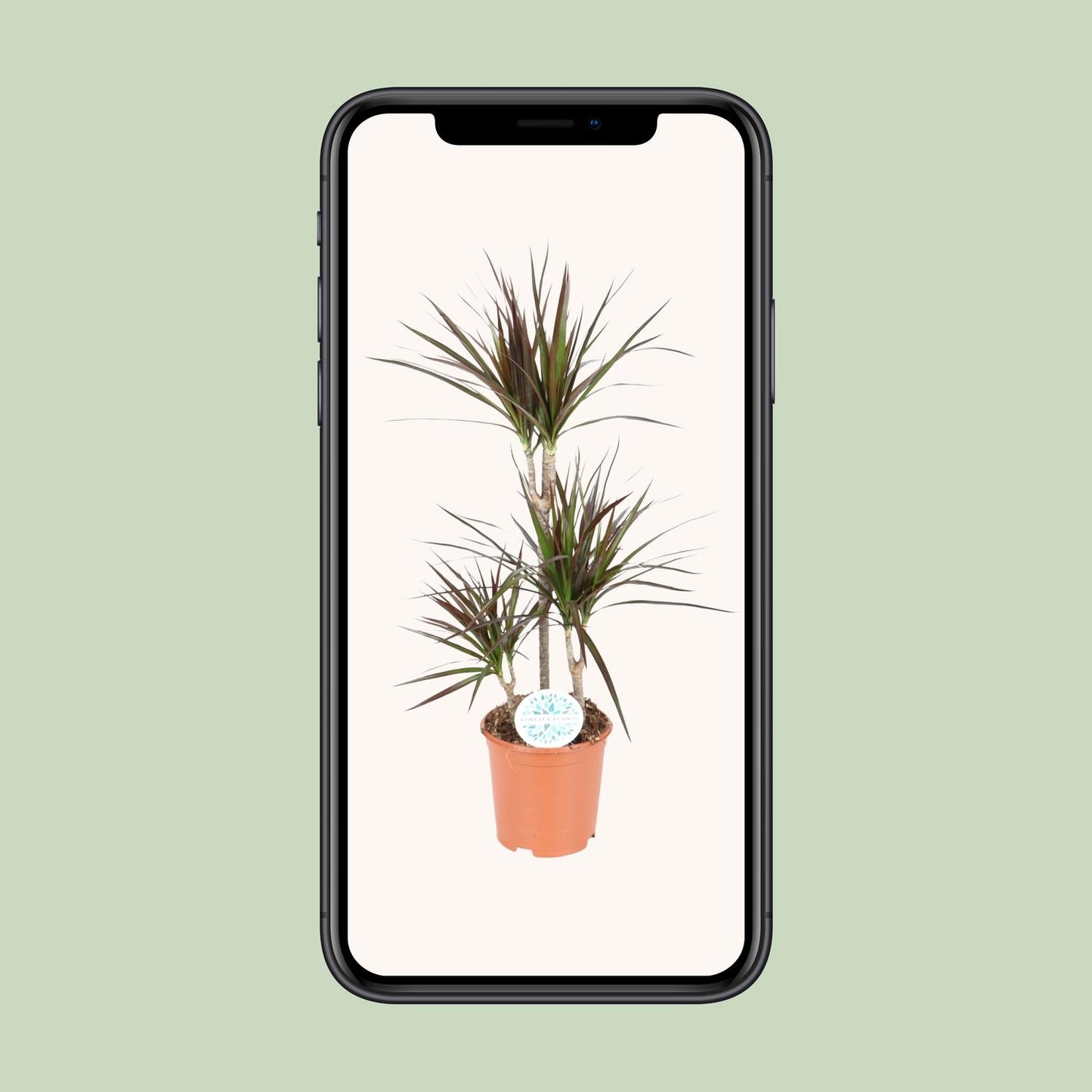 Dracaena Magenta – Pflegeleichter Drachenbaum Ø21cm, 95cm hoch
