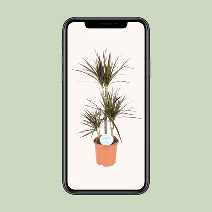 Dracaena Magenta – Pflegeleichter Drachenbaum Ø21cm, 95cm hoch