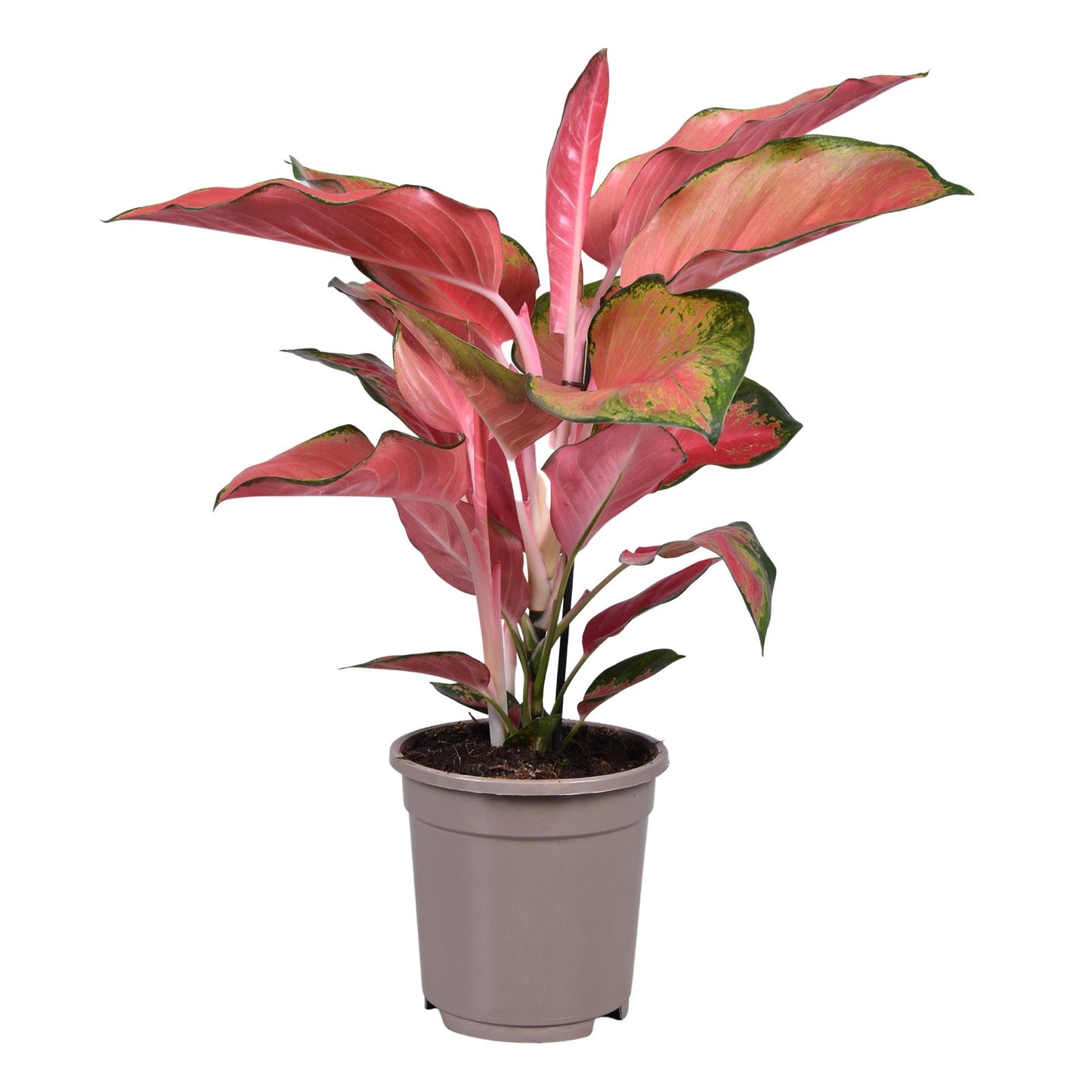 Aglaonema Orange Star – Pflegeleichte Trendpflanze Ø17cm