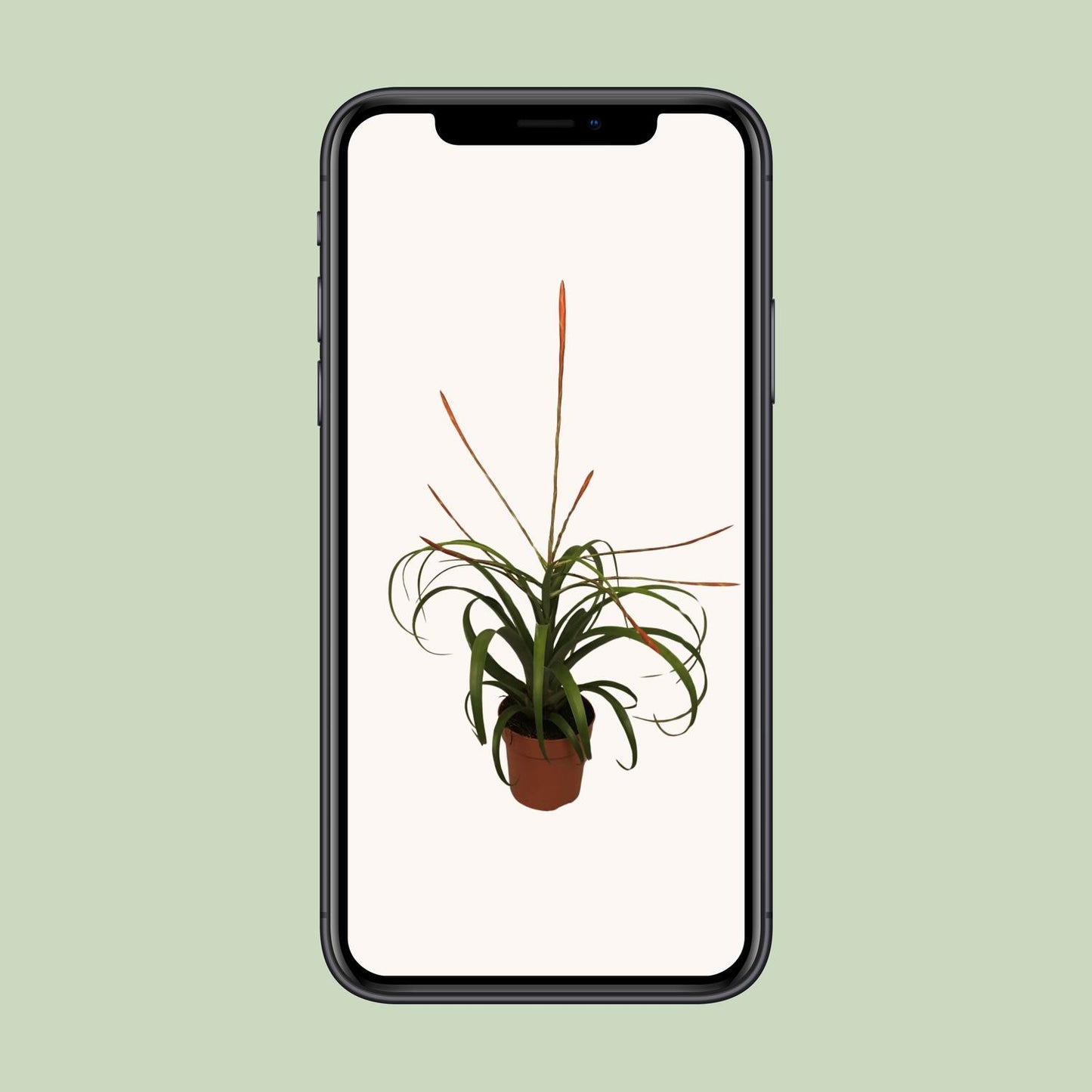 Tillandsia Flabelatta – Pflegeleichte Luftpflanze Ø12cm