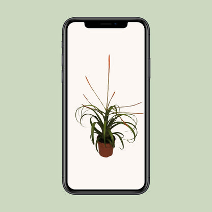 Tillandsia Flabelatta – Pflegeleichte Luftpflanze Ø12cm