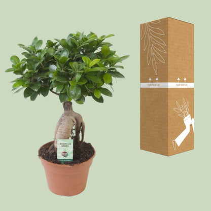 Ficus Ginseng – Pflegeleichte Zimmerpflanze Ø17cm, 40cm hoch