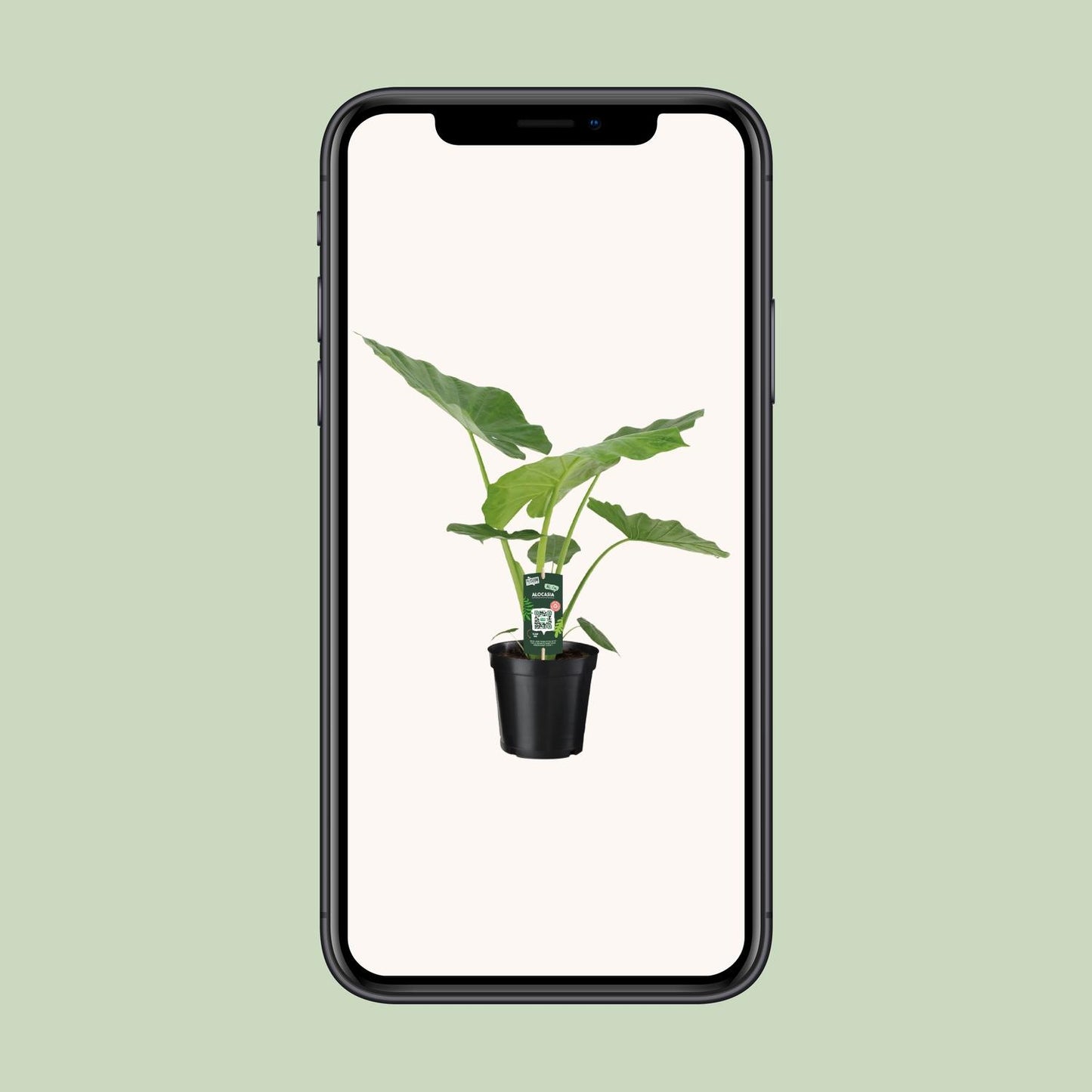 Alocasia Macrorrhiza – Exotische Zimmerpflanze Ø19cm, 70cm hoch