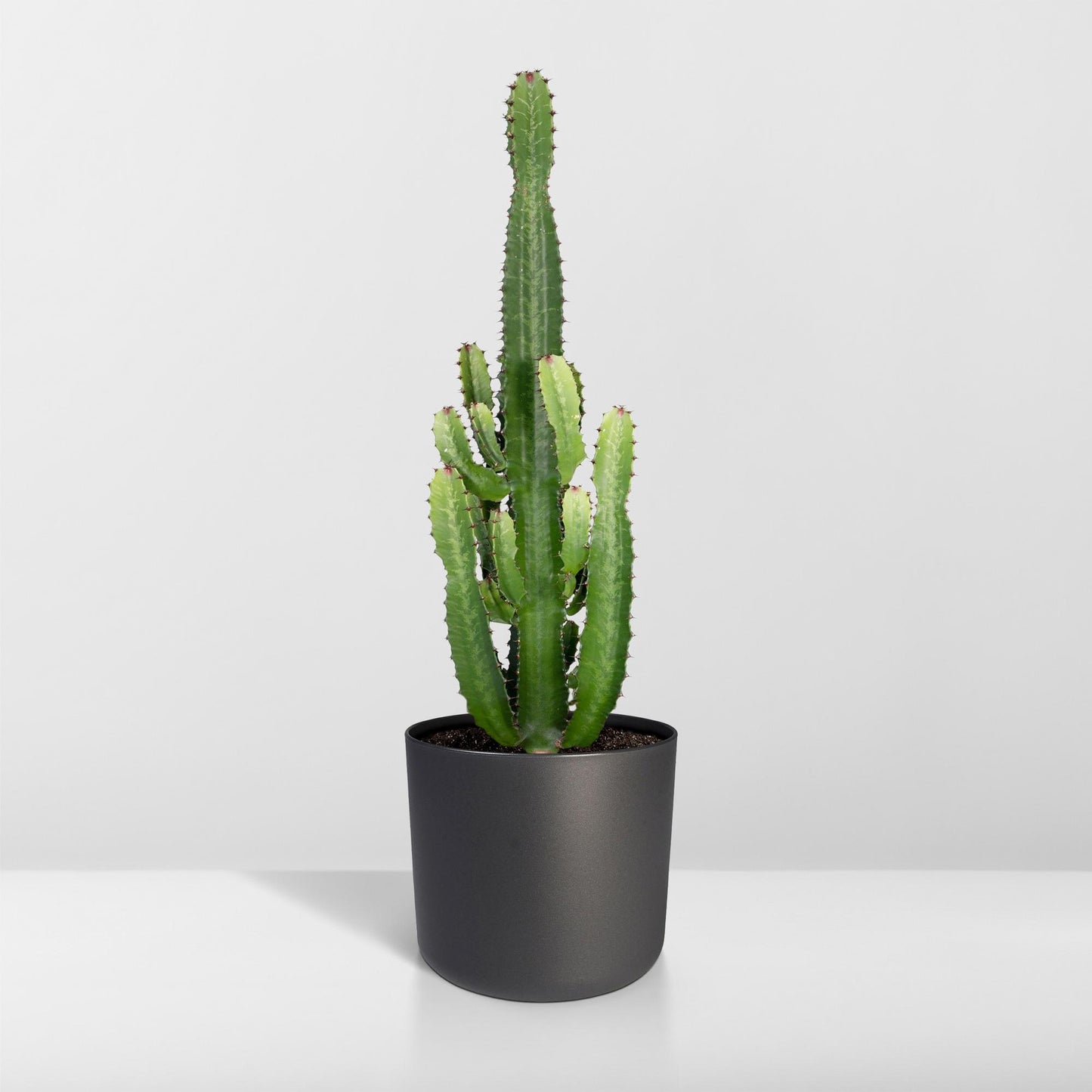 Euphorbia Acrurensis – Robuste Exotische Sukkulente Ø24cm