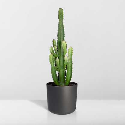 Euphorbia Acrurensis – Robuste Exotische Sukkulente Ø24cm