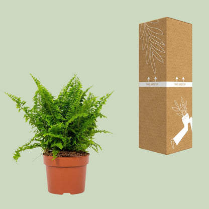 Bostonfarn Nephrolepis exaltata Ø12cm – pflegeleicht & luftreinigend