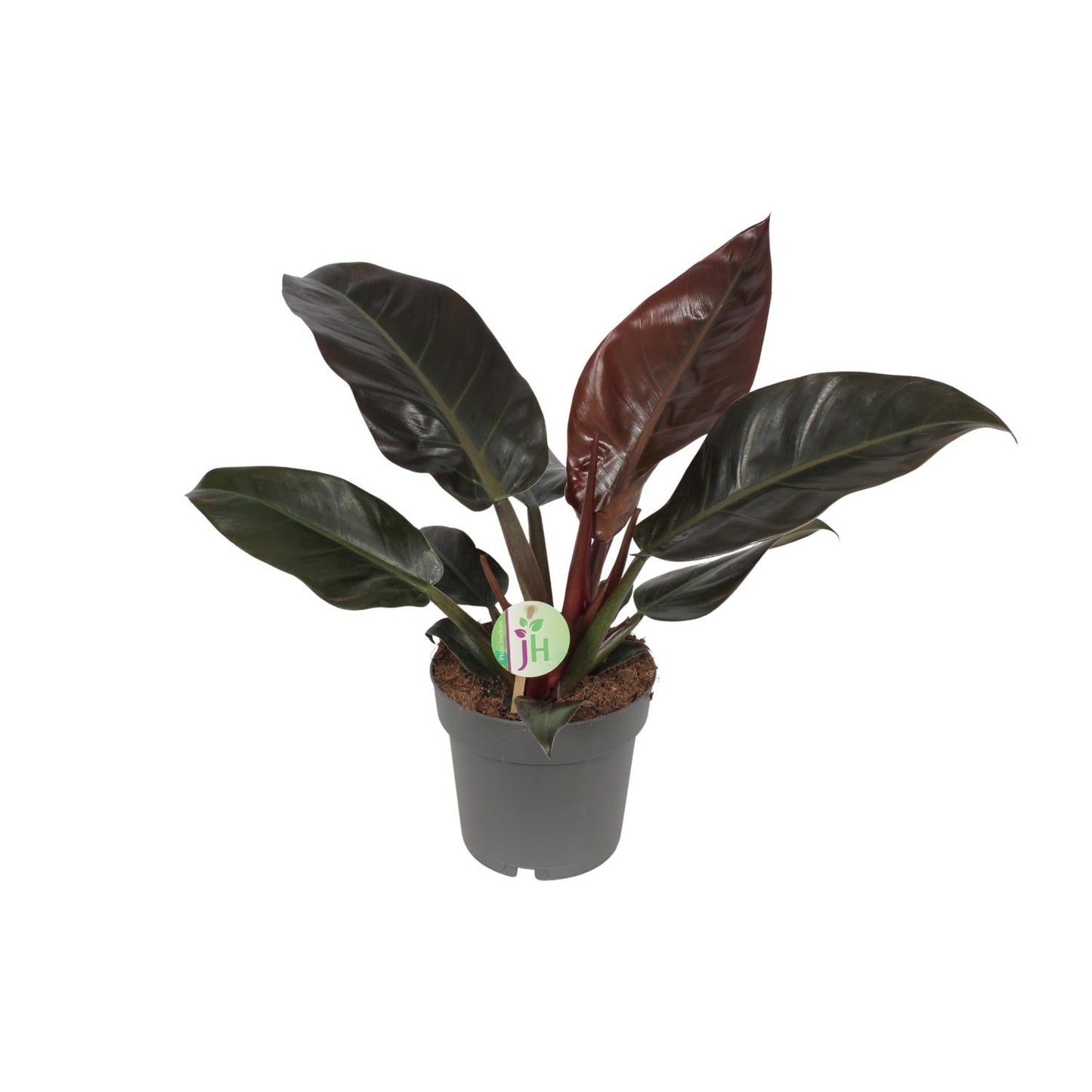Philodendron Imperial Red – Tropische Zimmerpflanze Ø19cm