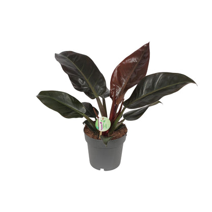 Philodendron Imperial Red – Tropische Zimmerpflanze Ø19cm