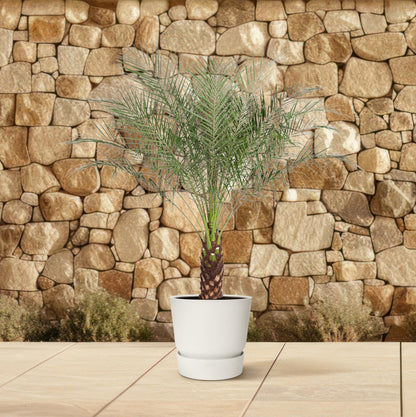 Phoenix Roebelenii – Kanarische Dattelpalme 190 cm