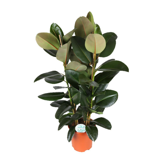 Ficus Elastica Robusta – Pflegeleichte Zimmerpflanze Ø27cm