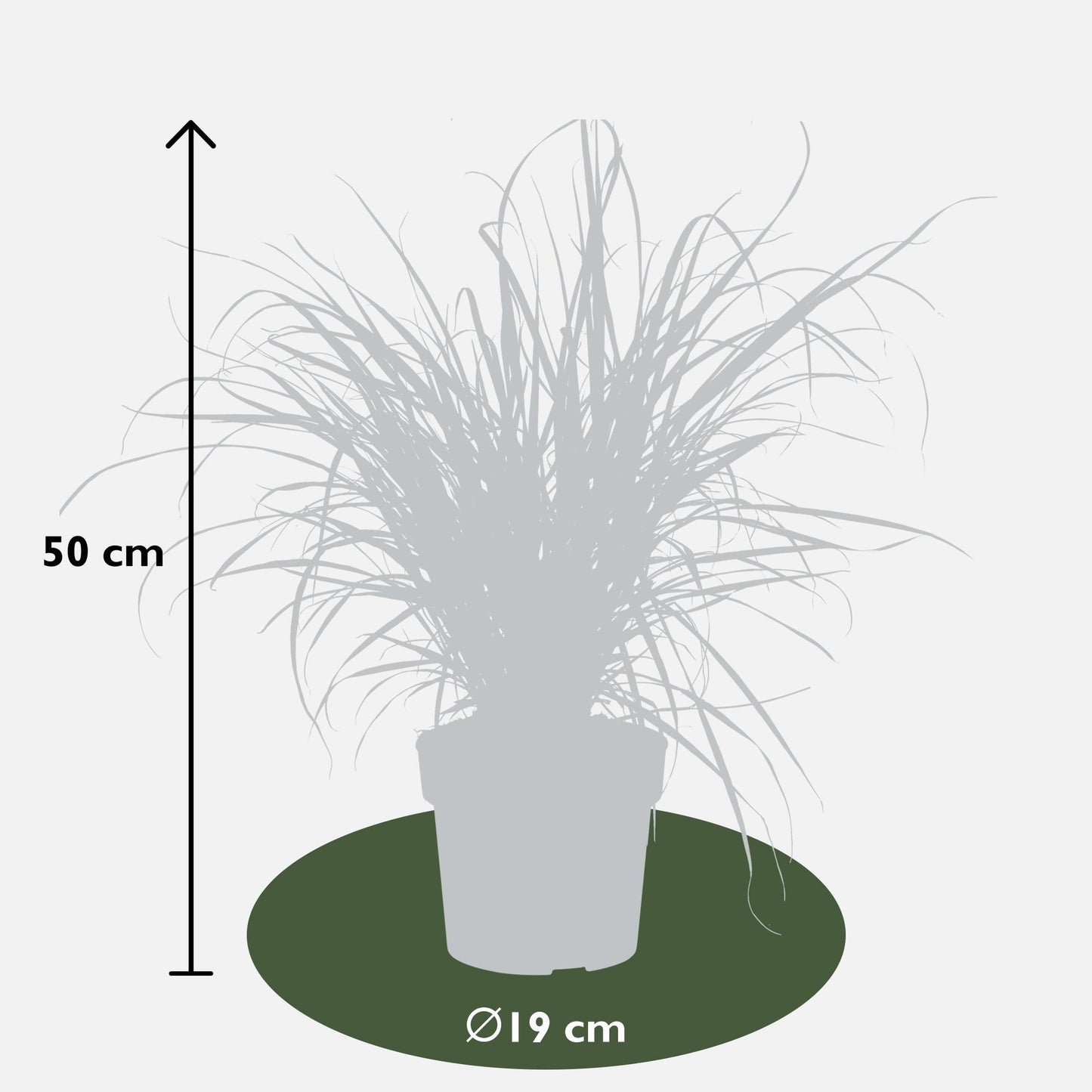 Pennisetum x advena 'Summer Samba' – Farbenfrohes Ziergras Ø19cm