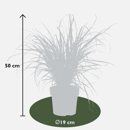 Pennisetum x advena 'Summer Samba' – Farbenfrohes Ziergras Ø19cm
