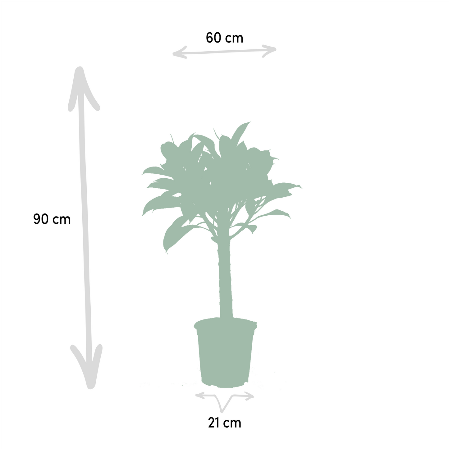Ficus Elastica Melany & Alocasia Wentii – Tropisches Zimmerpflanzen-Set