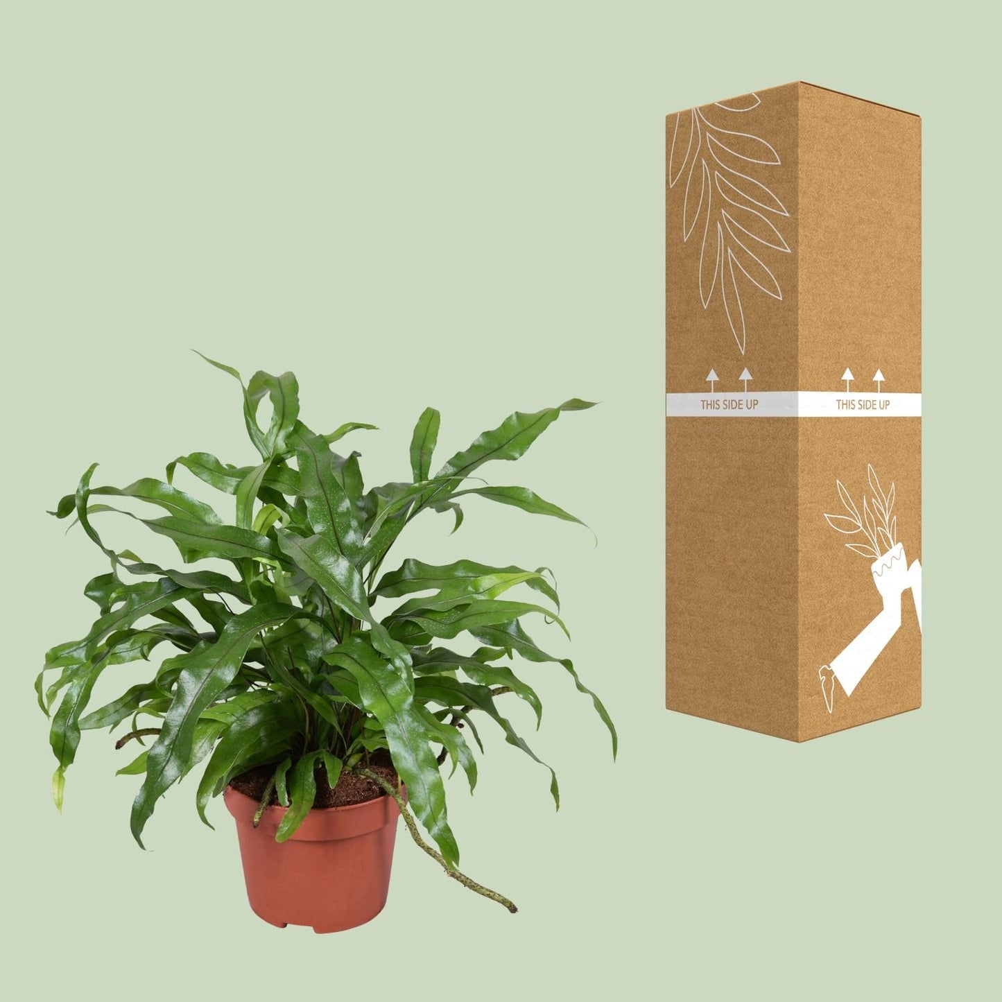 Känguru-Farn – pflegeleichte Zimmerpflanze Ø12cm