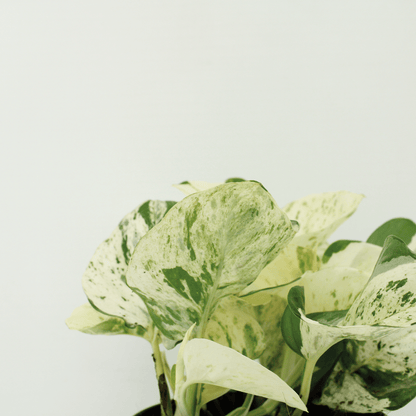 4x Epipremnum Happy Leaf – pflegeleichte Zimmerpflanze 15cm