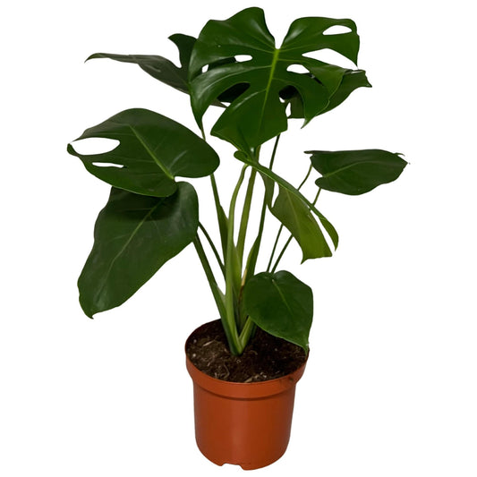 Monstera Deliciosa – Pflegeleichtes Fensterblatt Ø19cm