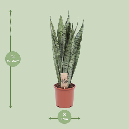 Bogenhanf Zeylanica – 70 cm pflegeleichte Zimmerpflanze
