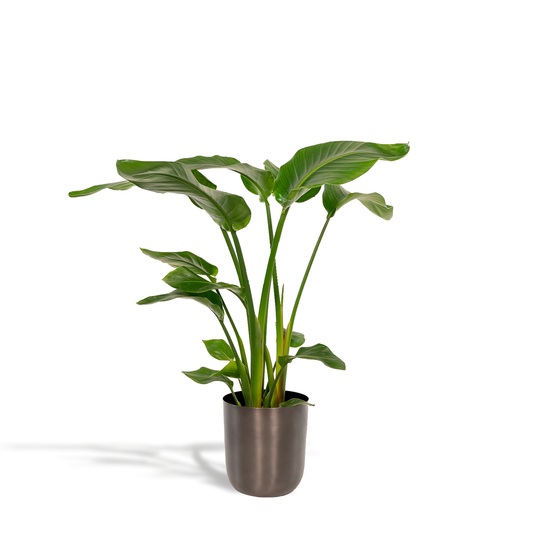 Strelitzia Nicolai Ø19cm – Luftreinigende Zimmerpflanze mit Topf