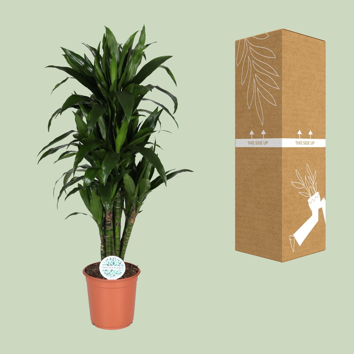 Dracaena Deremensis Janet Lind – Pflegeleichter Drachenbaum Ø27cm, 125cm hoch