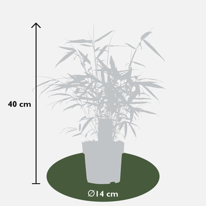 Fargesia robusta 'Pingwu' – Pflegeleichter Bambus Ø14cm