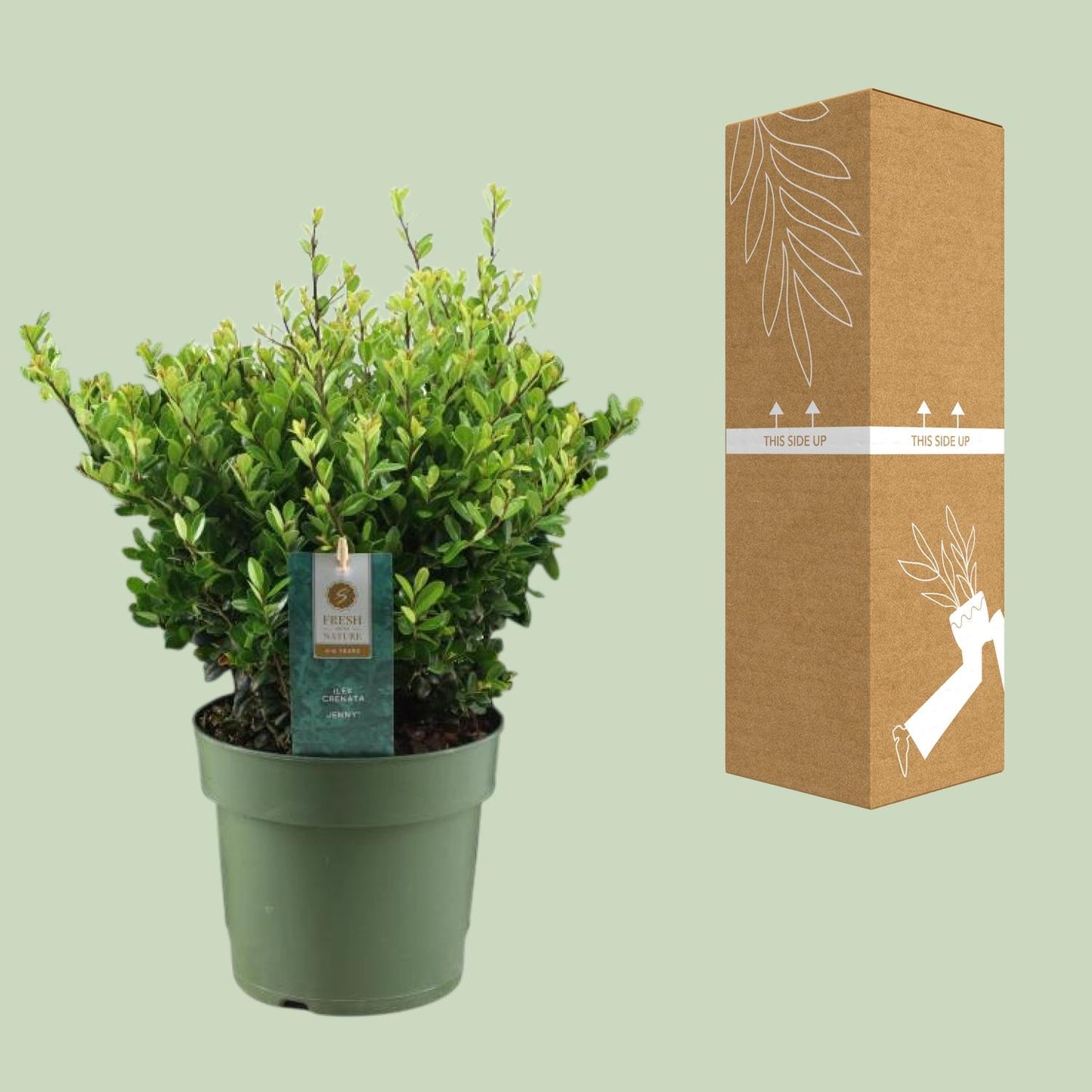 Ilex Crenata 'Jenny'® – Pflegeleichte Stechpalme Ø17cm
