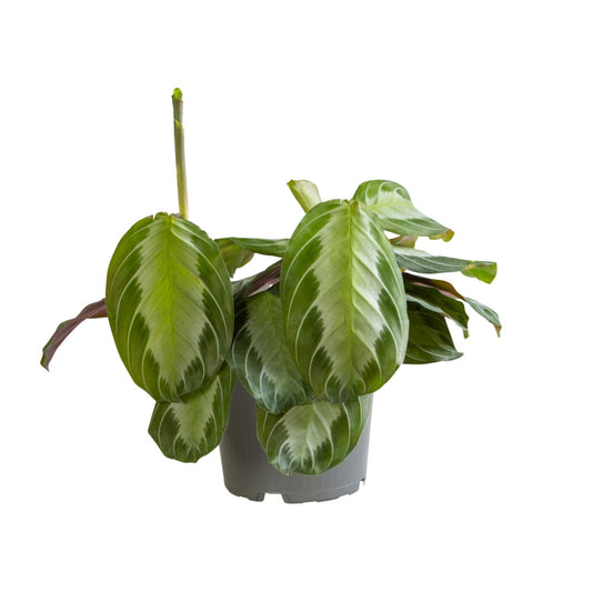 Maranta Silver Band – Pflegeleichte Zimmerpflanze Ø12cm