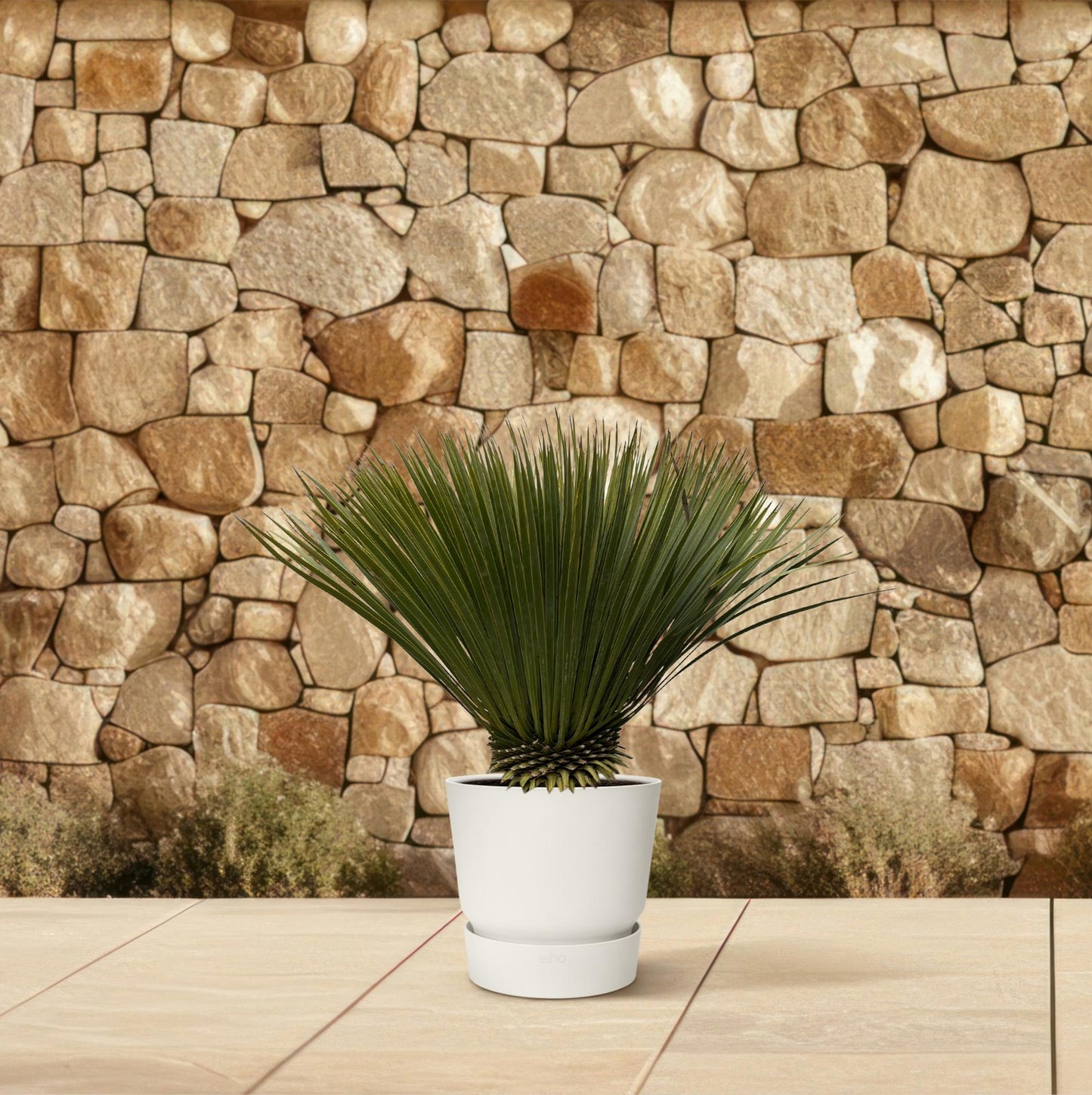 Yucca Rostrata – Robuste & dekorative Zimmer- und Gartenpflanze 75cm
