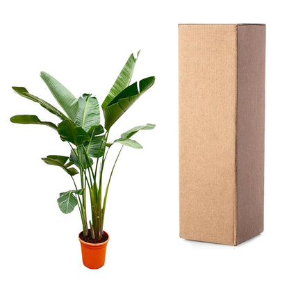 Strelitzia Augusta de luxe XXL – Weißer Paradiesvogel 250cm
