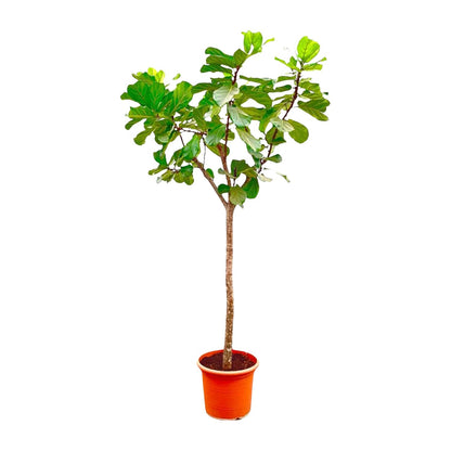 Ficus Lyrata XXL – Geigenfeige 270 cm, ø45 cm
