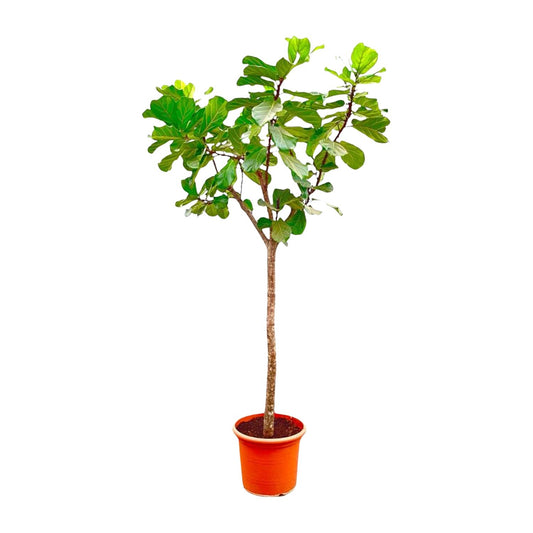 Ficus Lyrata XXL – Geigenfeige 270 cm, ø45 cm