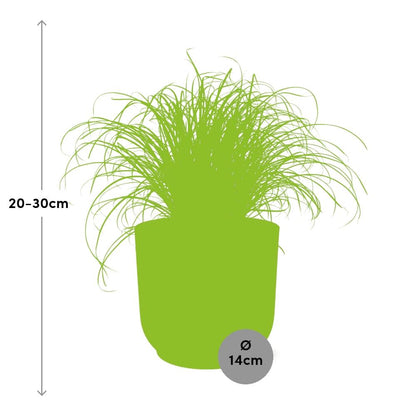 Cyperus Alternifolius Zumula im ELHO Vibes Fold 14cm rosa