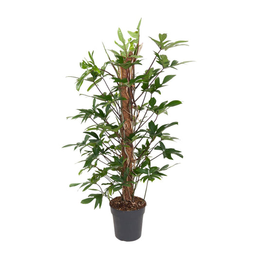 Philodendron Pedatum – Pflegeleichte Zimmerpflanze Ø24cm