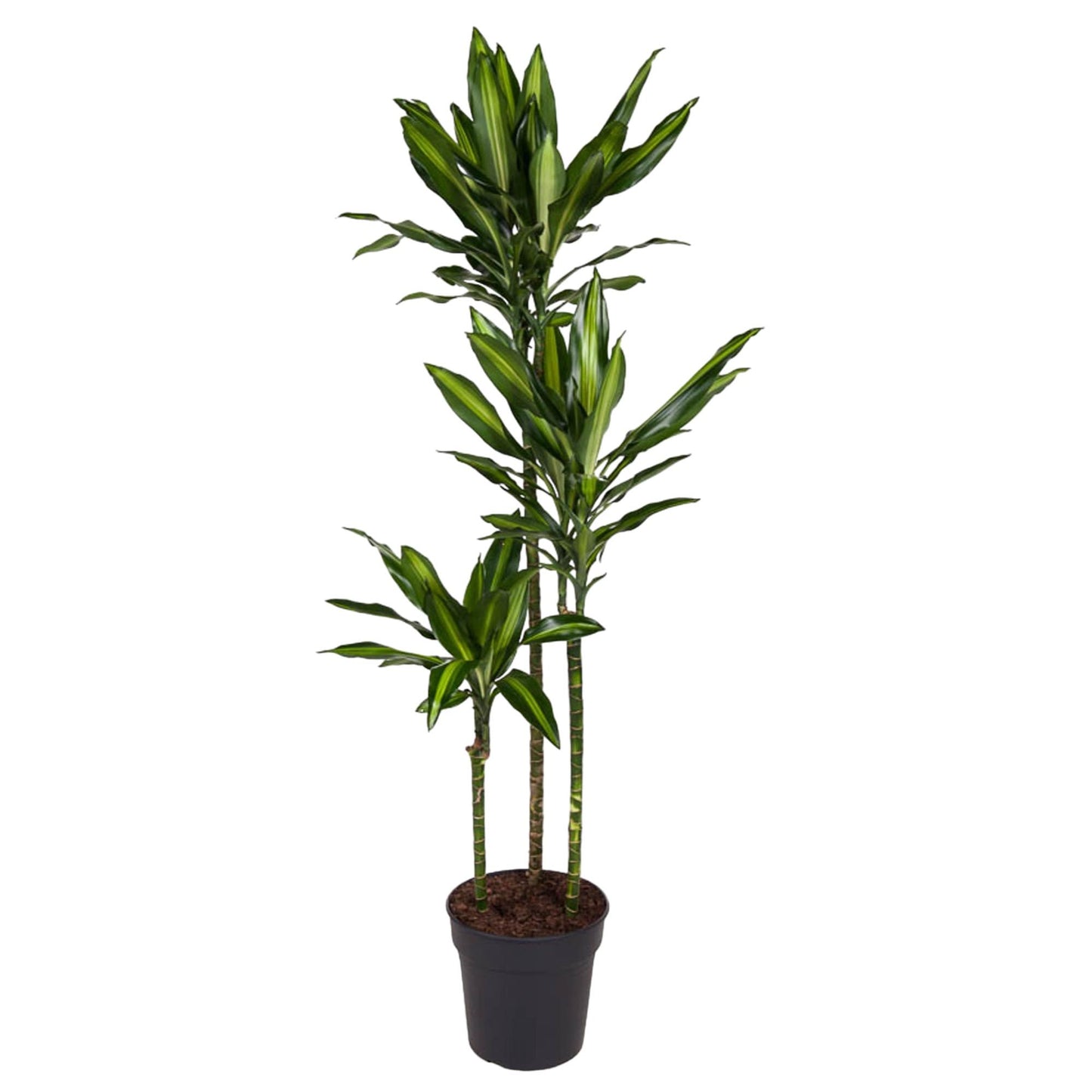 Dracaena Cintho – Pflegeleichte Zimmerpflanze 160 cm