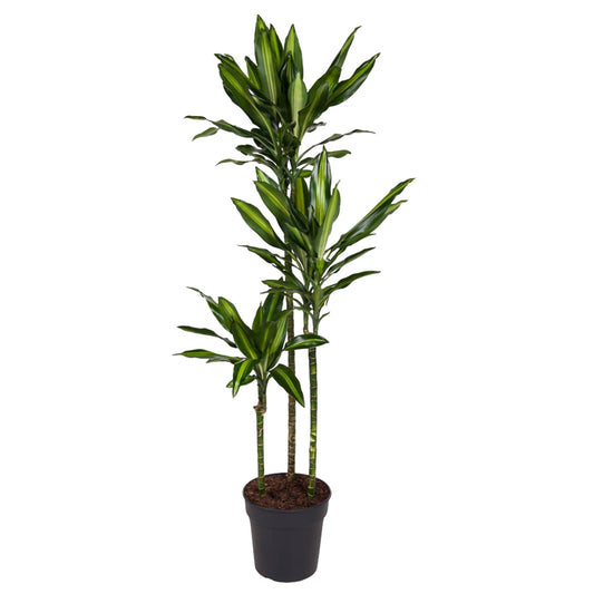 Dracaena Cintho – Pflegeleichte Zimmerpflanze 160 cm