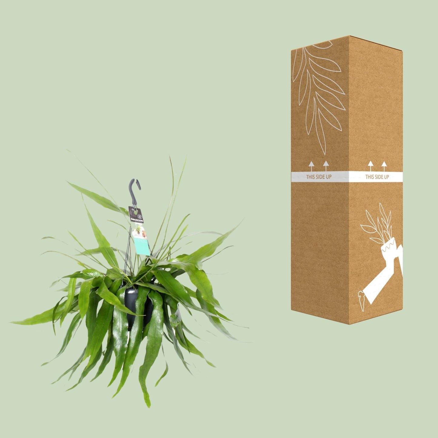 Epiphyllum Pumilum – Fishbone Kaktus Ø17cm, 30cm hoch