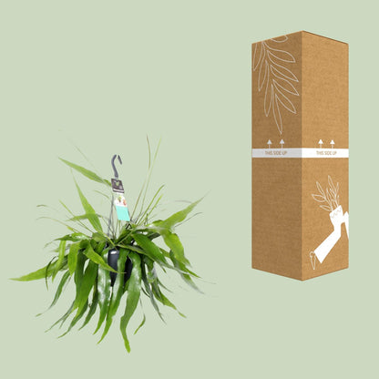 Epiphyllum Pumilum – Fishbone Kaktus Ø17cm, 30cm hoch