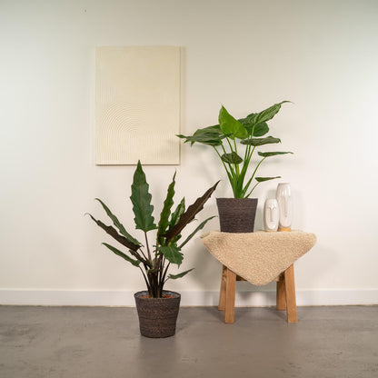 Alokasie Duo: Exotische Zimmerpflanzen 60-75 cm